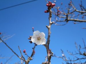 IMG_1725